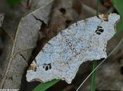 Cette philobie reposait tapis feuilles mortes...