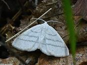 bien nommée Délicate, pure dans habit blanc...