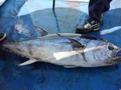 thon rouge, l'une pêches plus contrôlées monde