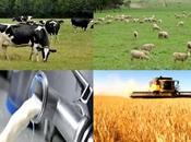 Développement principales filières agricoles, l’une priorités plan quinquennal 2015-2019