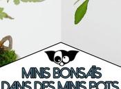 Minis Bonsaïs