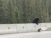 maman ours sauve petit piégé bord d’une route