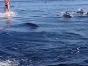 femme fait wakeboard avec… dizaines dauphins