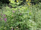 Inula helenium survécu