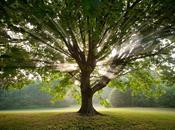 L'arbre, fontaine, volcan