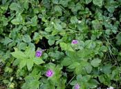 Geranium sauvage fraisiers sauvages