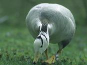 Ornithologie munichoise: oies dans parc Nymphenburg jardin anglais