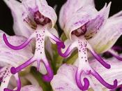 Insolite L’Orchis italica appelée L’orchidée Homme