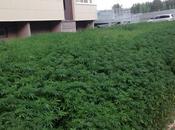 employés municipaux plantent cannabis erreur (Russie)