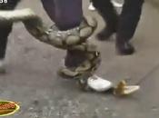 Thaïlande attraper serpent: Leçon [HD]