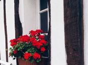 Normandie #retour #weekend #normandie #flowers #repos