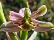 variation l'Ophrys abeille