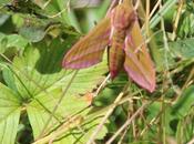 Deilephila elpenor, papillon rose