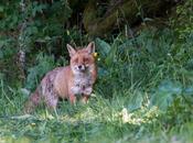 S’approchant feutrés, magnifique renard roux venu deux l’affût saluer photographes attendaient moment avec impatience…