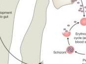 PALUDISME: parasite cachait dans moelle osseuse? Science Translational Medicine