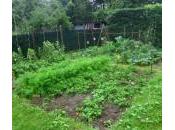 Jardin Chronique d’un potager ordinaire deux mois après premières plantations
