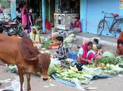 Inde/Rajasthan (19) vaches…