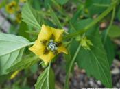 tomates n'en sont Tomatillo Mexique