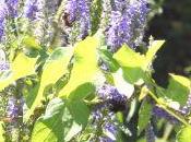 Veronica Veronicastrum