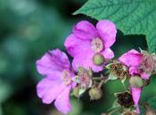 Rubus odoratus mouche scorpion