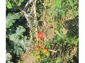 Jardin Chronique d’un potager ordinaire deux mois demi après premières plantations