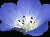 Nemophilla insignis baby blue