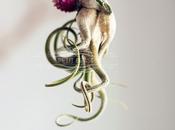 Jelly fish plant PetitBeast