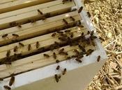 hectare fleurs pour 700.000 abeilles