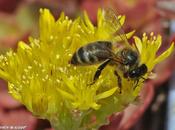 déclin préoccupant abeilles expliqué minutes