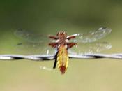 Libellules