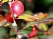 Prunus salicina cerasifera