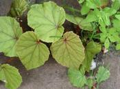 Begonia grandis
