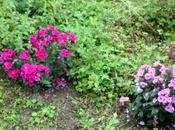Phlox paniculata