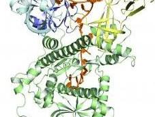 Cytologie petite protéine régule l'identité cellulaire