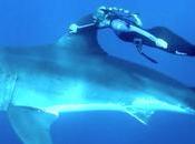 requin blanc, notre ami?