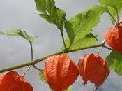 physalis lanternes japonaises