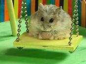 hamster dans maison poupée