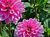 IMAGE JOUR: Dahlia