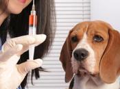 faut t'il vacciner faire rappels animaux?