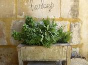 Entre jardin Alpilles