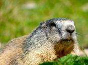 marmotte