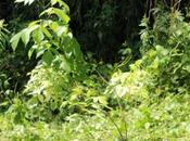 Acer negundo 'Variegatum'