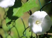 Calystegia sepium