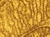Mitochondrie acteurs mort cellulaire régulateurs différenciation