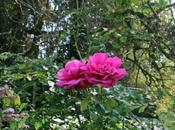 Rosa 'Korbilant' bébé escargot