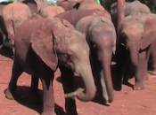 fondation pour sauver éléphanteaux orphelins