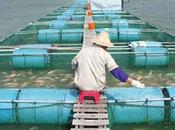 Ressources halieutiques L’aquaculture, créneau valoriser