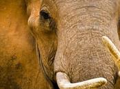 Massacre éléphants Afrique: malédiction l'ivoire