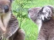 Bagarre entre deux Koalas