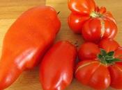 nouvelles tomates jardin